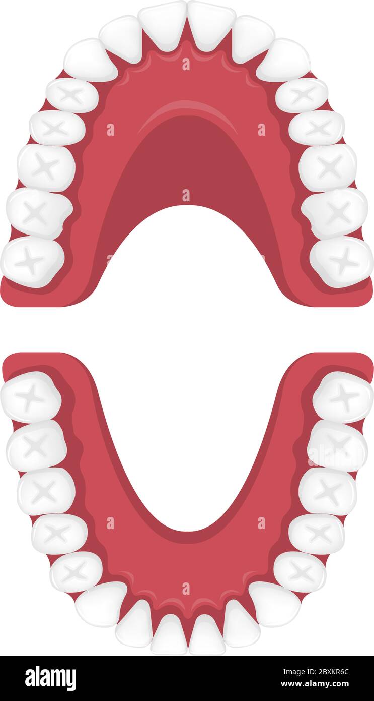 human baby teeth diagram