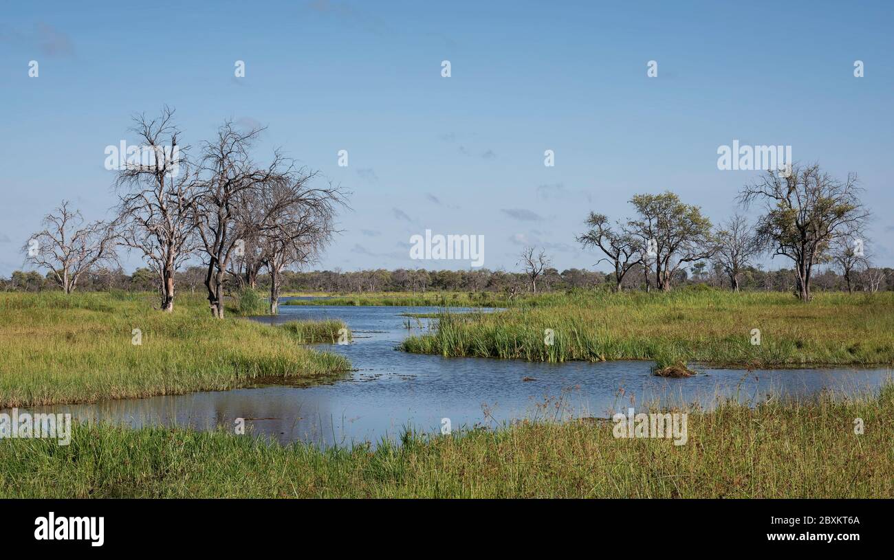 Trees and Water Landscape in the Okavango Delta, Botswana Stock Photo Alamy