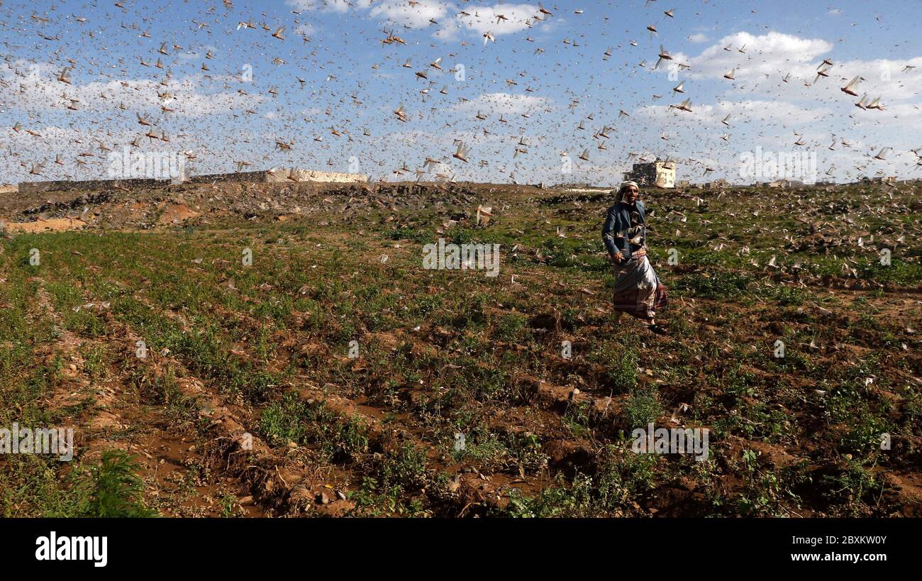 Beijing, Yemen. 6th June, 2020. A swarm of locusts are seen in the air as they arrive at a cultivation area in Dhamar province, Yemen, June 6, 2020. Credit: Mohammed Mohammed/Xinhua/Alamy Live News Stock Photo