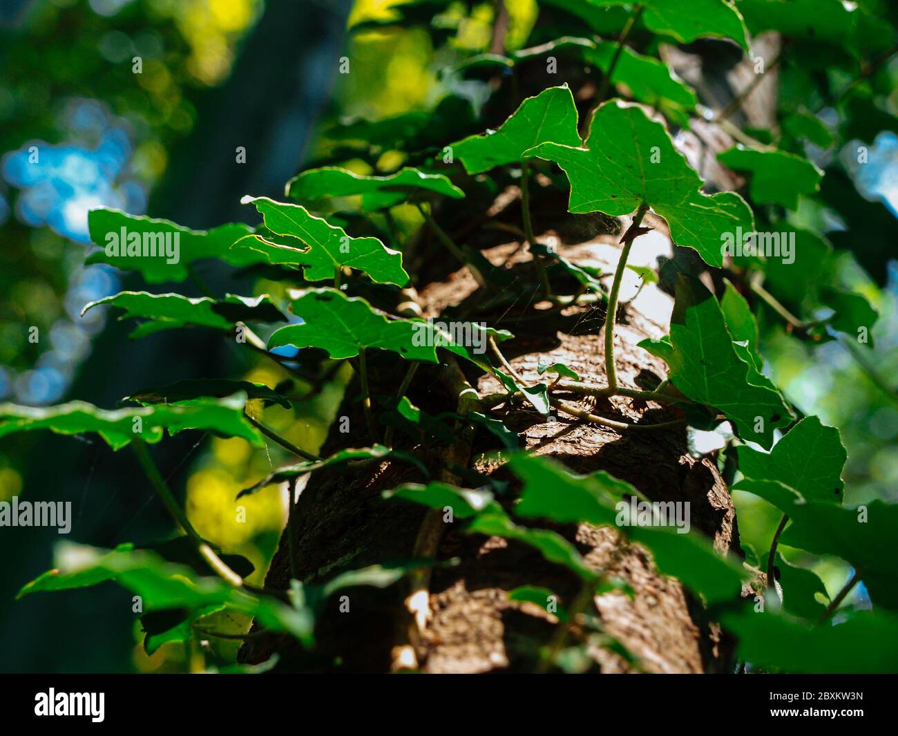 Fresh green ivy on a tree under the sunlight. Stock Photo