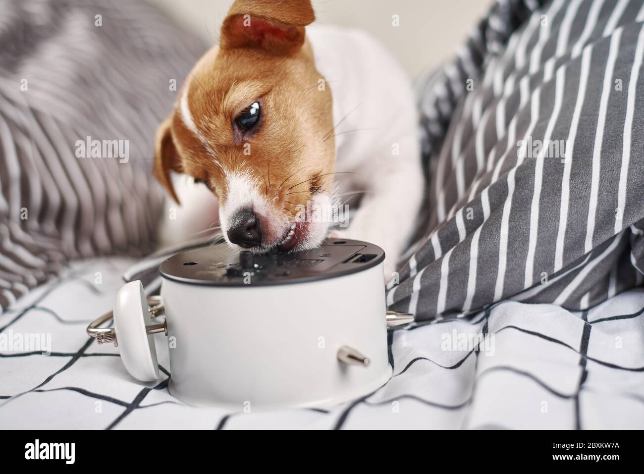 Jack russell terrier dog nibbles vintage alarm clock in bed. Wake up