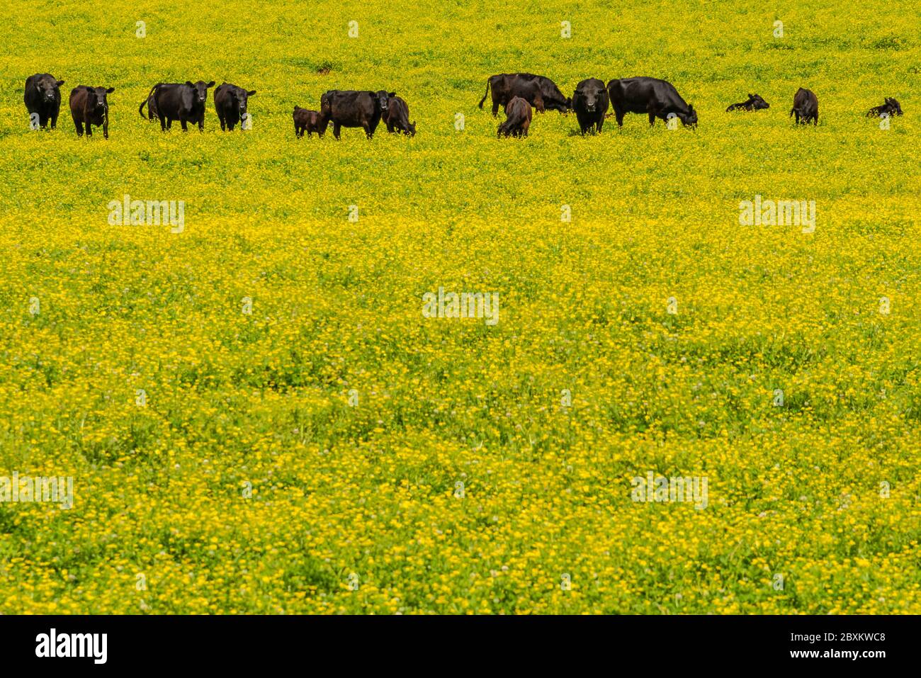 Black cows grazing in a field of yellow flowers in Northeast Georgia. (USA) Stock Photo