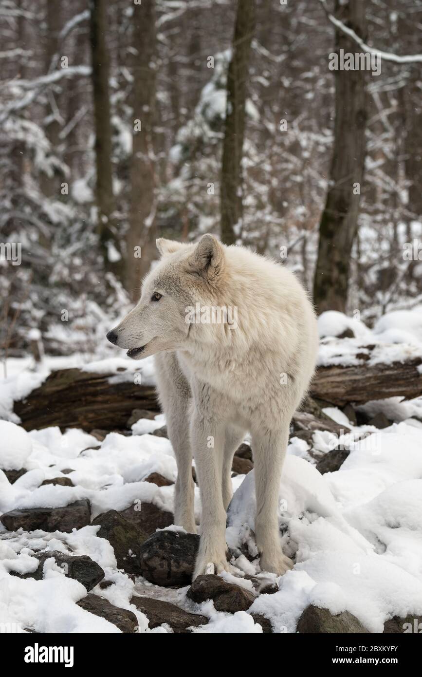 Timber (also known as a gray or grey) wolf in the snow Stock Photo