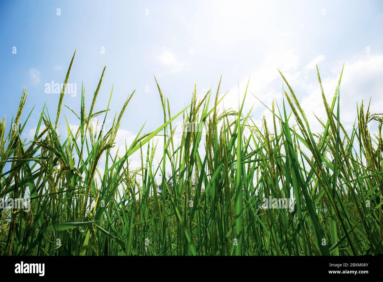 Rice are growing in fields with the sky Stock Photo Alamy