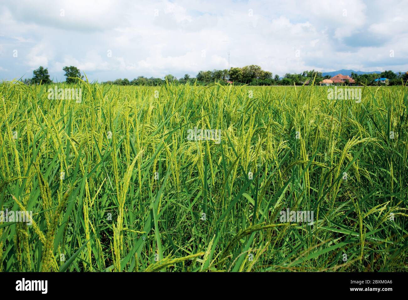 Lakeside Rice Field Rice fields in countryside with the sky Stock Photo - Alamy