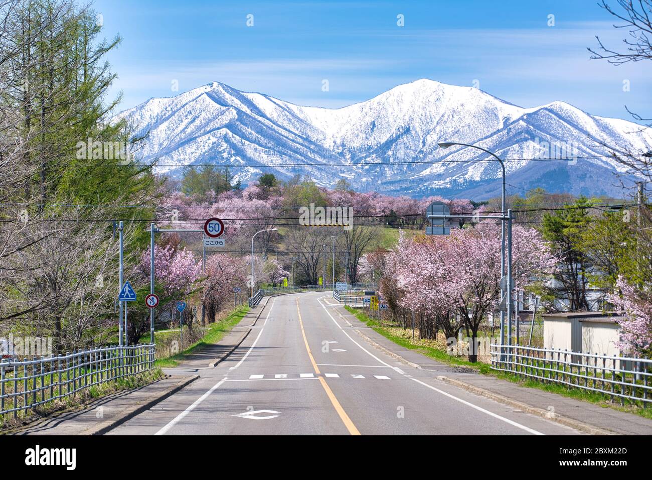 Cherry Blossoms in Shimizu Park, Hokkaido Prefecture, Japan Stock Photo