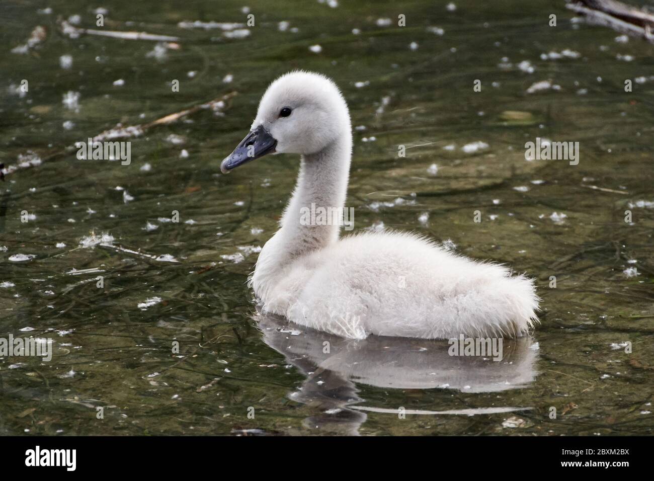 Close-up of a mute swan cygnet (Cygnus olor) swimming in water with pollen on the surface Stock Photo