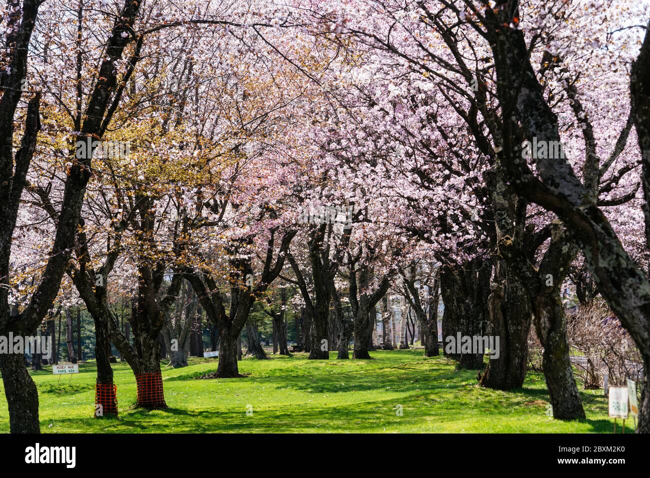 Cherry Blossoms in Shimizu Town, Hokkaido Prefecture, Japan Stock Photo