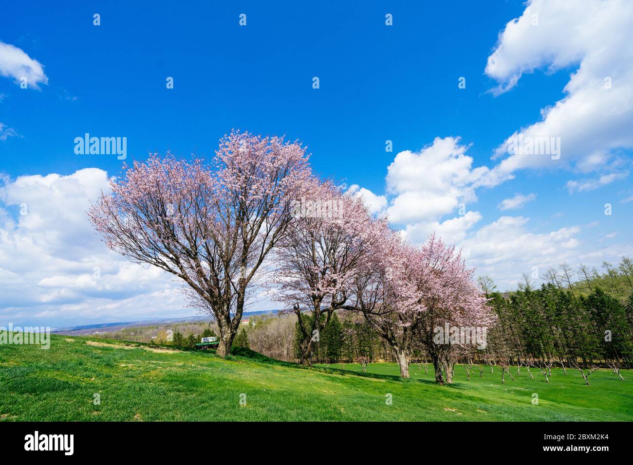 Cherry Blossoms in Shimizu Town, Hokkaido Prefecture, Japan Stock Photo