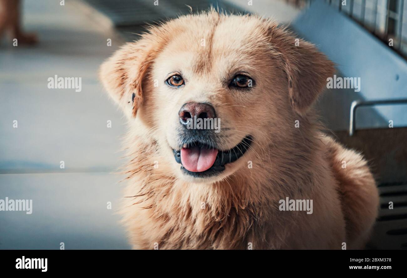 Sad dog in shelter waiting to be rescued and adopted to new home. Stock Photo