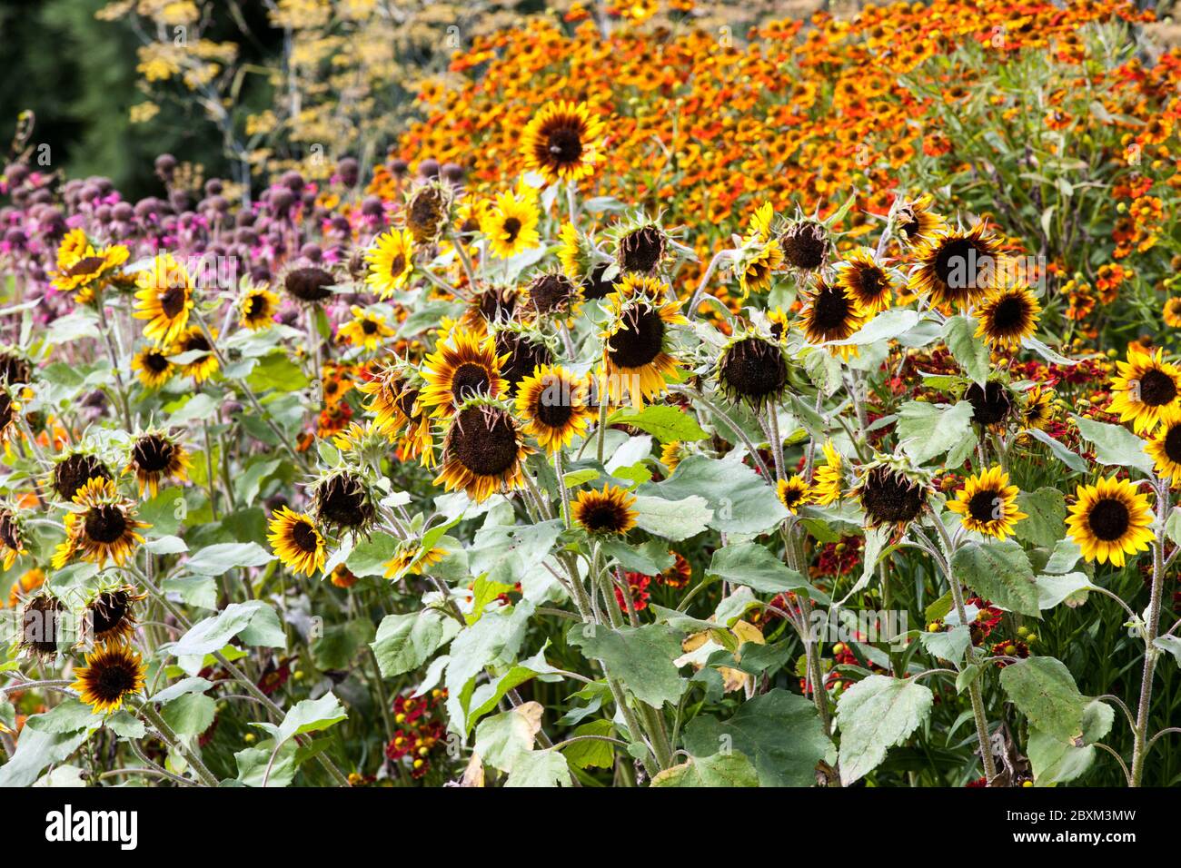 Garden flower bed hi-res stock photography and images - Alamy