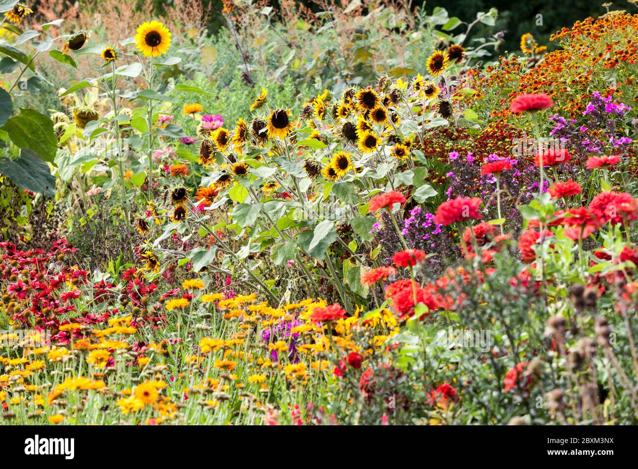 Beautiful garden flowers colorful group of summer plants Sunflowers Zinnias Helenium in bed border Stock Photo