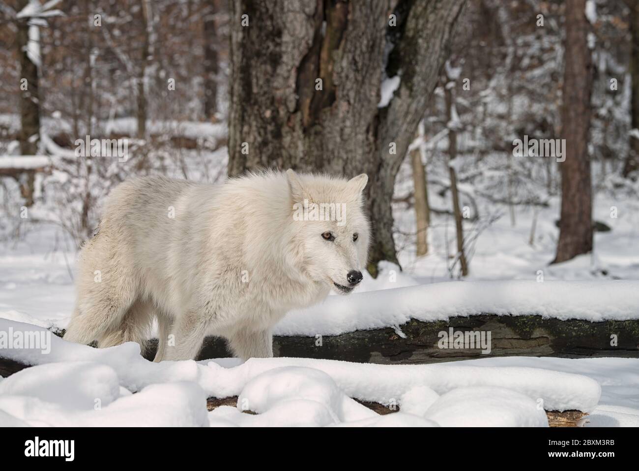Timber (also known as a gray or grey) wolf in the snow Stock Photo