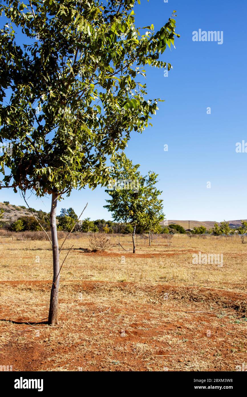 Young pecan nut trees Stock Photo
