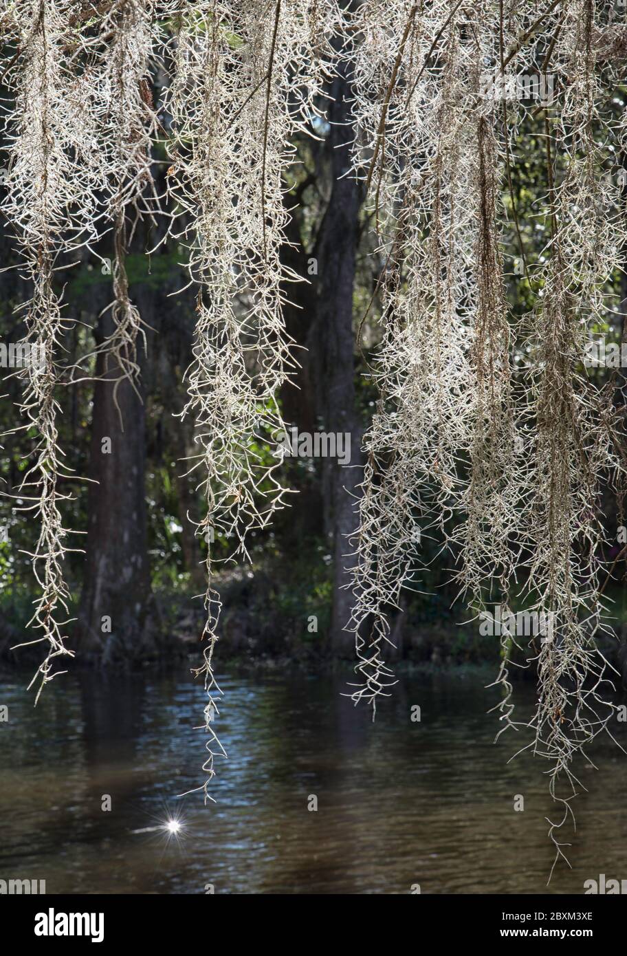 Spanish moss curtain hi-res stock photography and images - Alamy