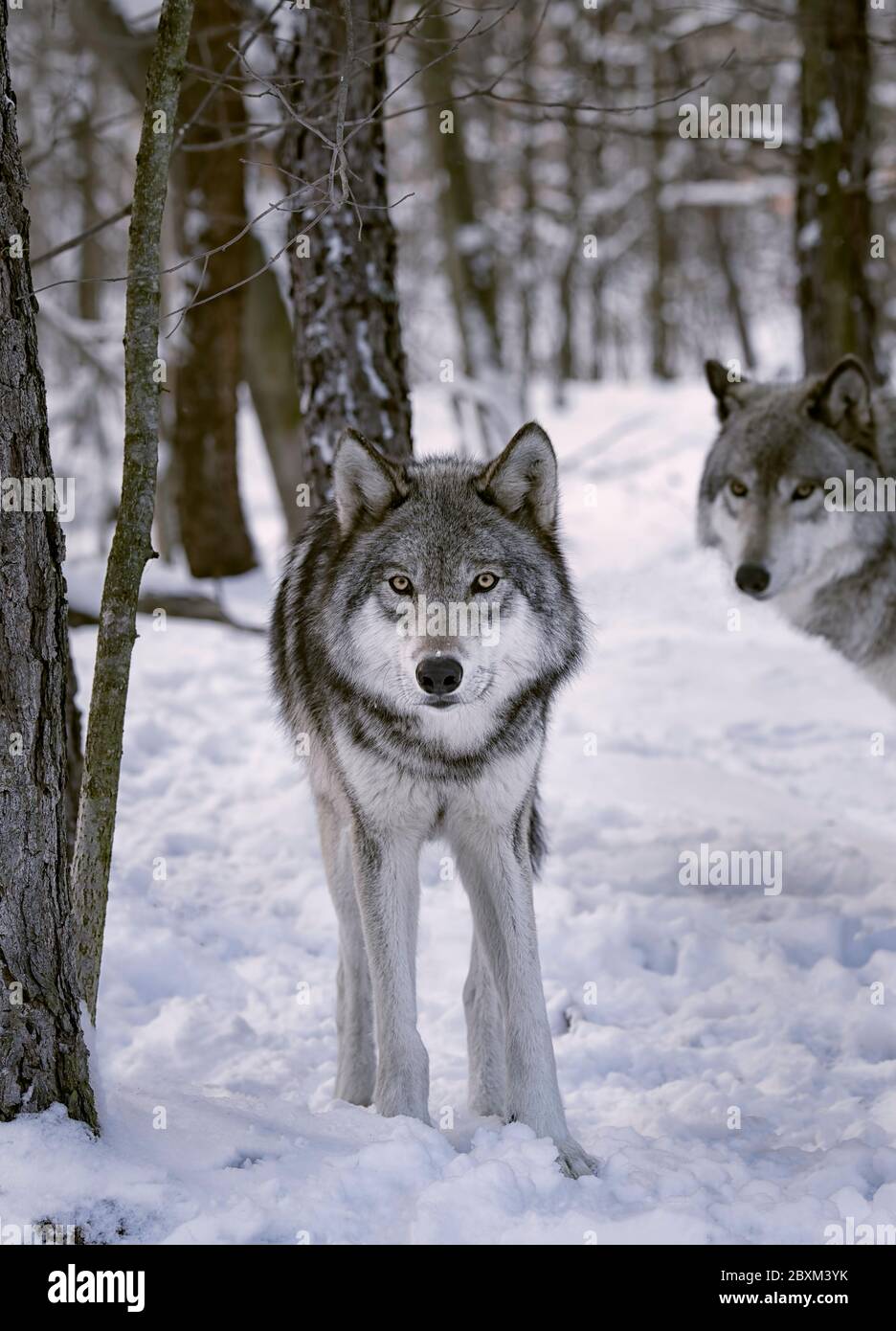 Gray wolves in the snow Stock Photo
