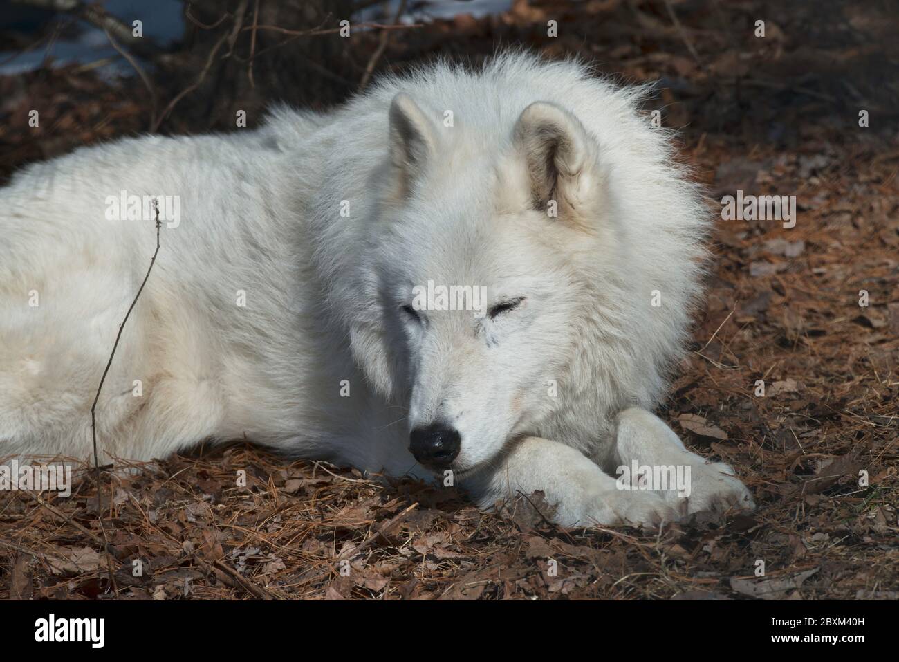 Arctic Wolf sleeping on a bed of fall leaves and pine needles Stock Photo