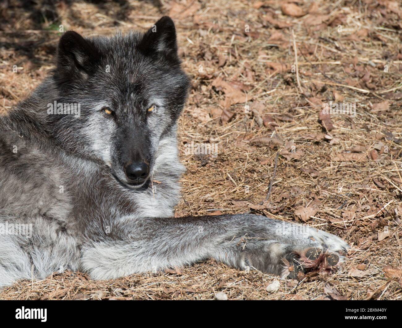 Black Timber Wolf (also known as a Gray or Grey Wolf) waking up from a nap Stock Photo