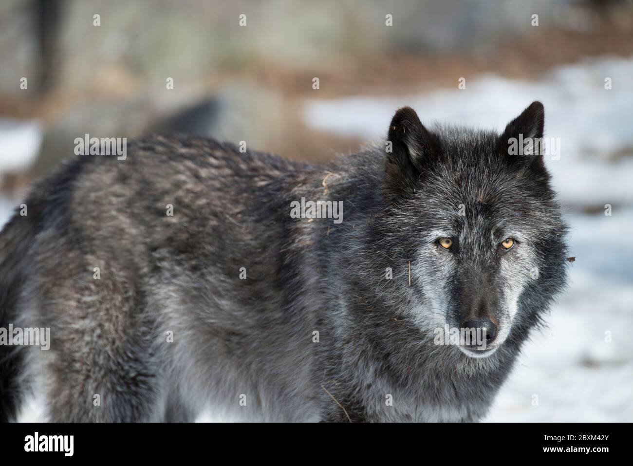 Black Timber Wolf (also known as a Gray or Grey wolf) in the snow Stock Photo