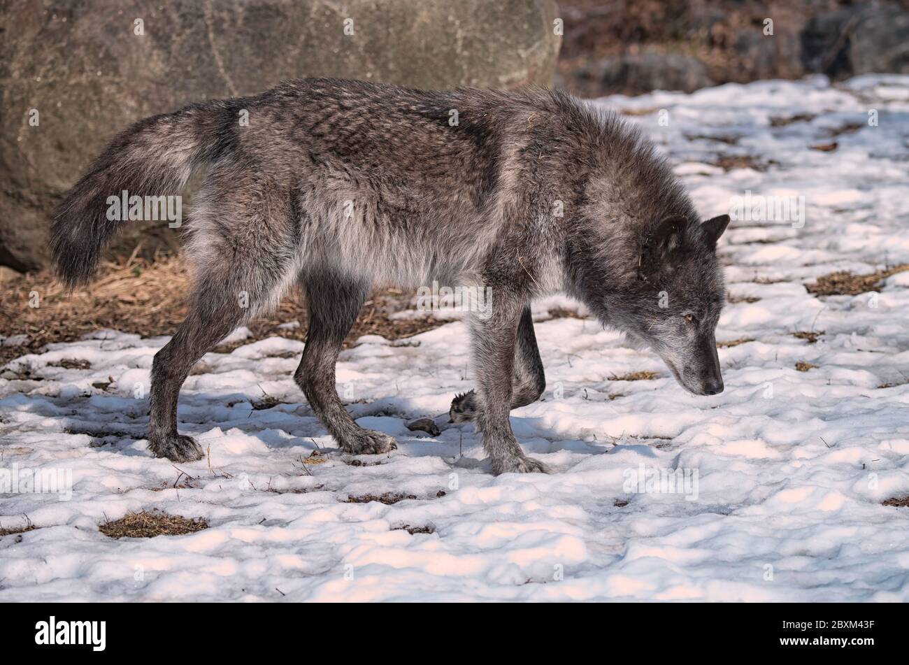 Black Timber Wolf (also known as a Gray or Grey Wolf) Walking in the Snow Stock Photo