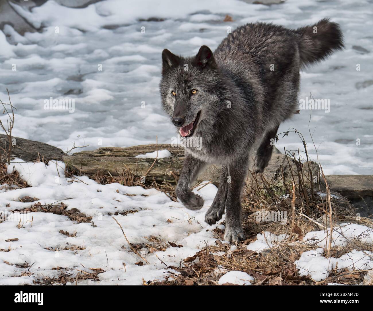 Black Timber Wolf (also known as a Gray or Grey Wolf) jumping over a log on snow covered ground Stock Photo