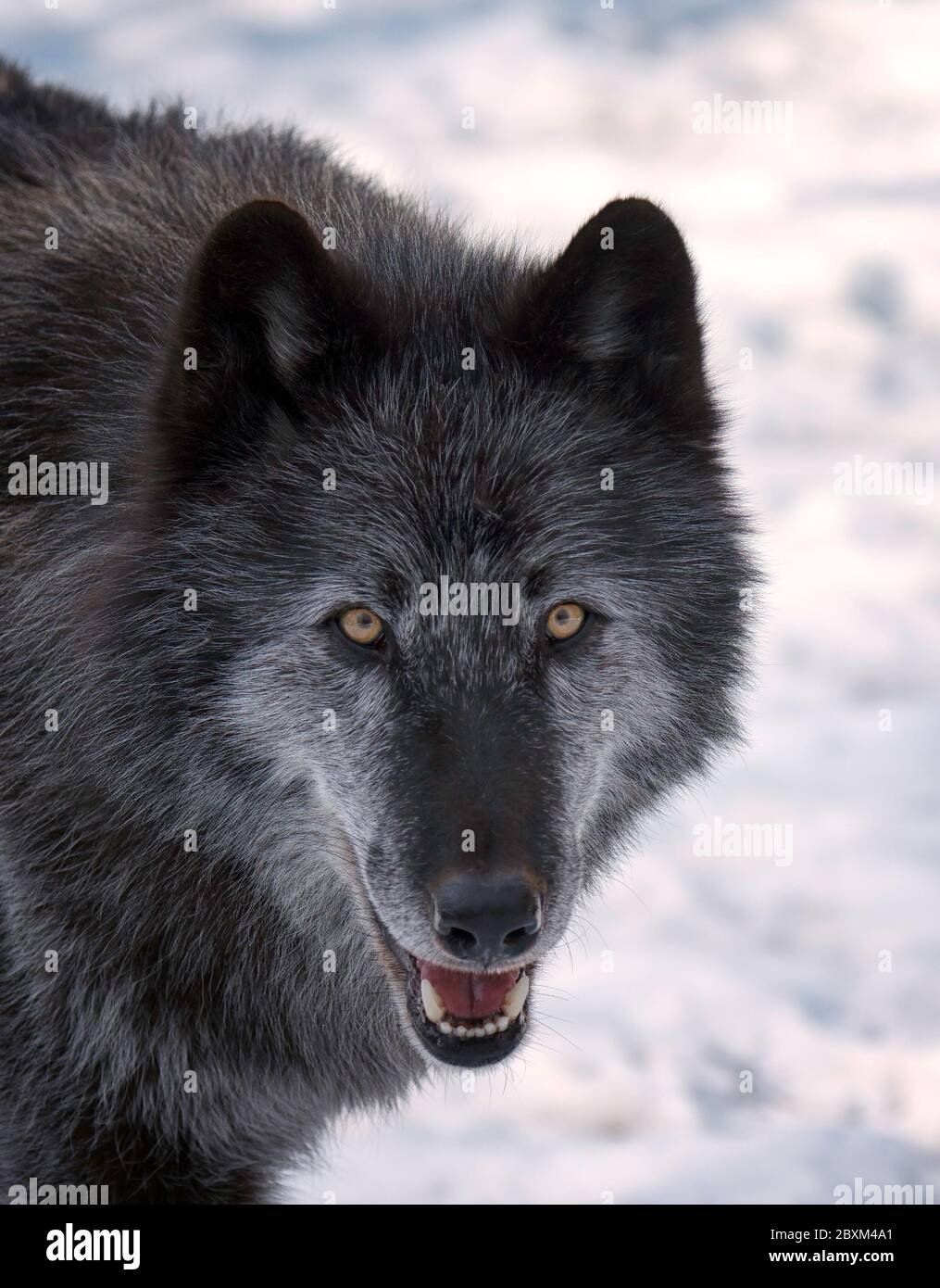 Close up of a Black Timber Wolf (also known as a Gray or Grey Wolf) in the snow Stock Photo