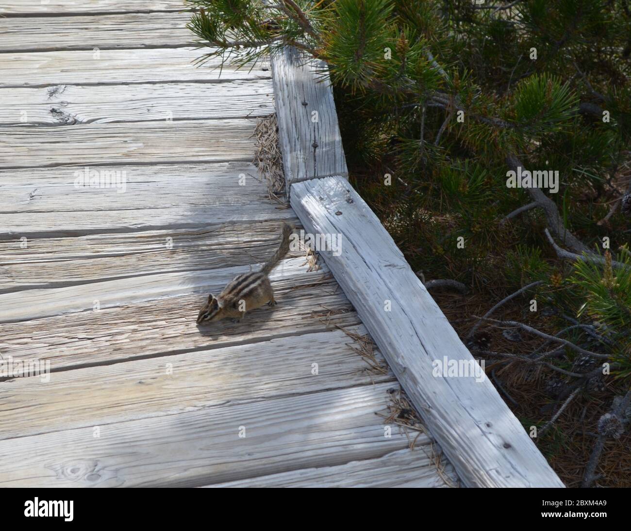 Late Spring in Yellowstone National Park: Least Chipmunk Foraging Under a Tree Along a Trail in the Norris Geyser Basin Stock Photo