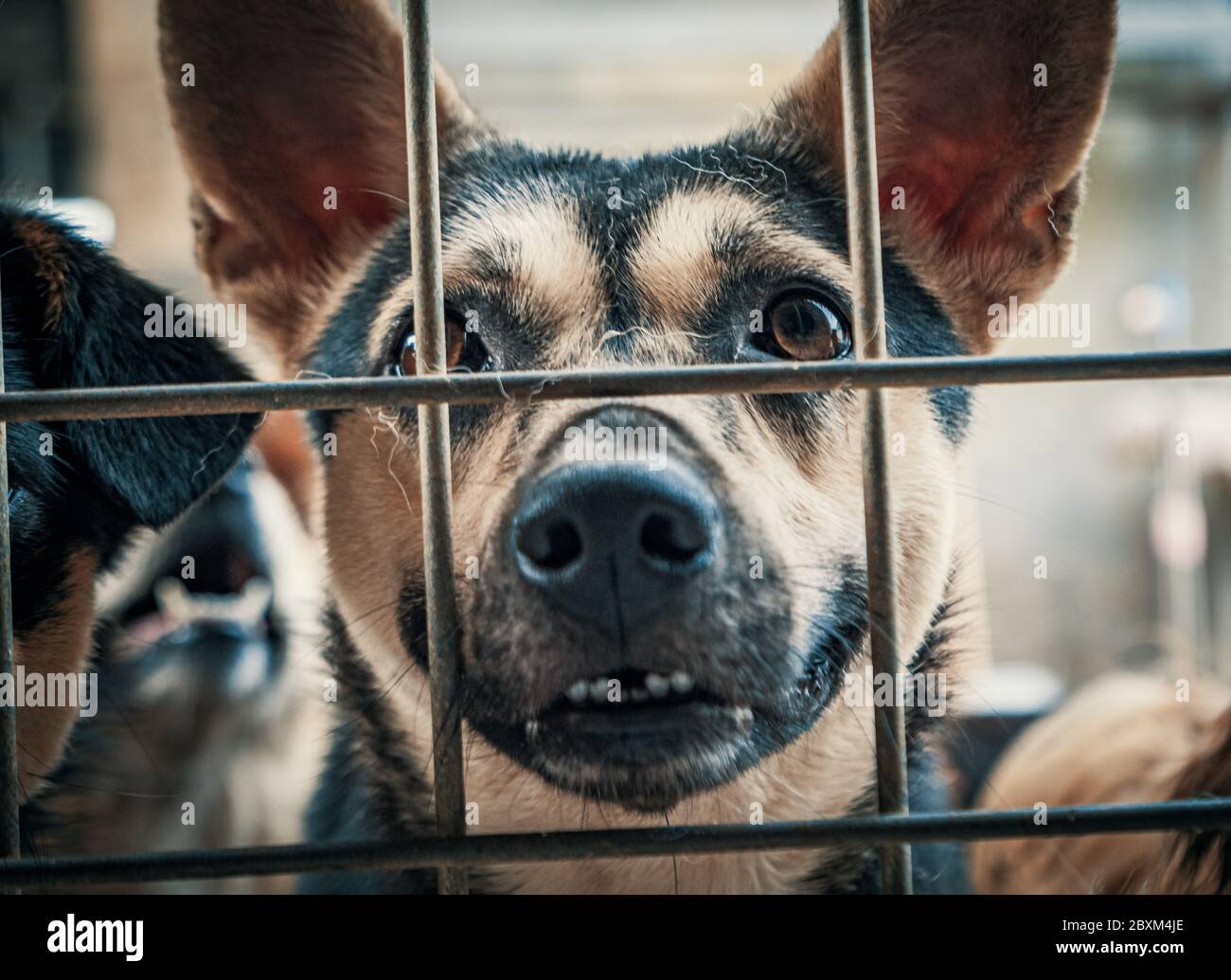 Portrait of sad dog in shelter behind fence waiting to be rescued and adopted to new home. Stock Photo
