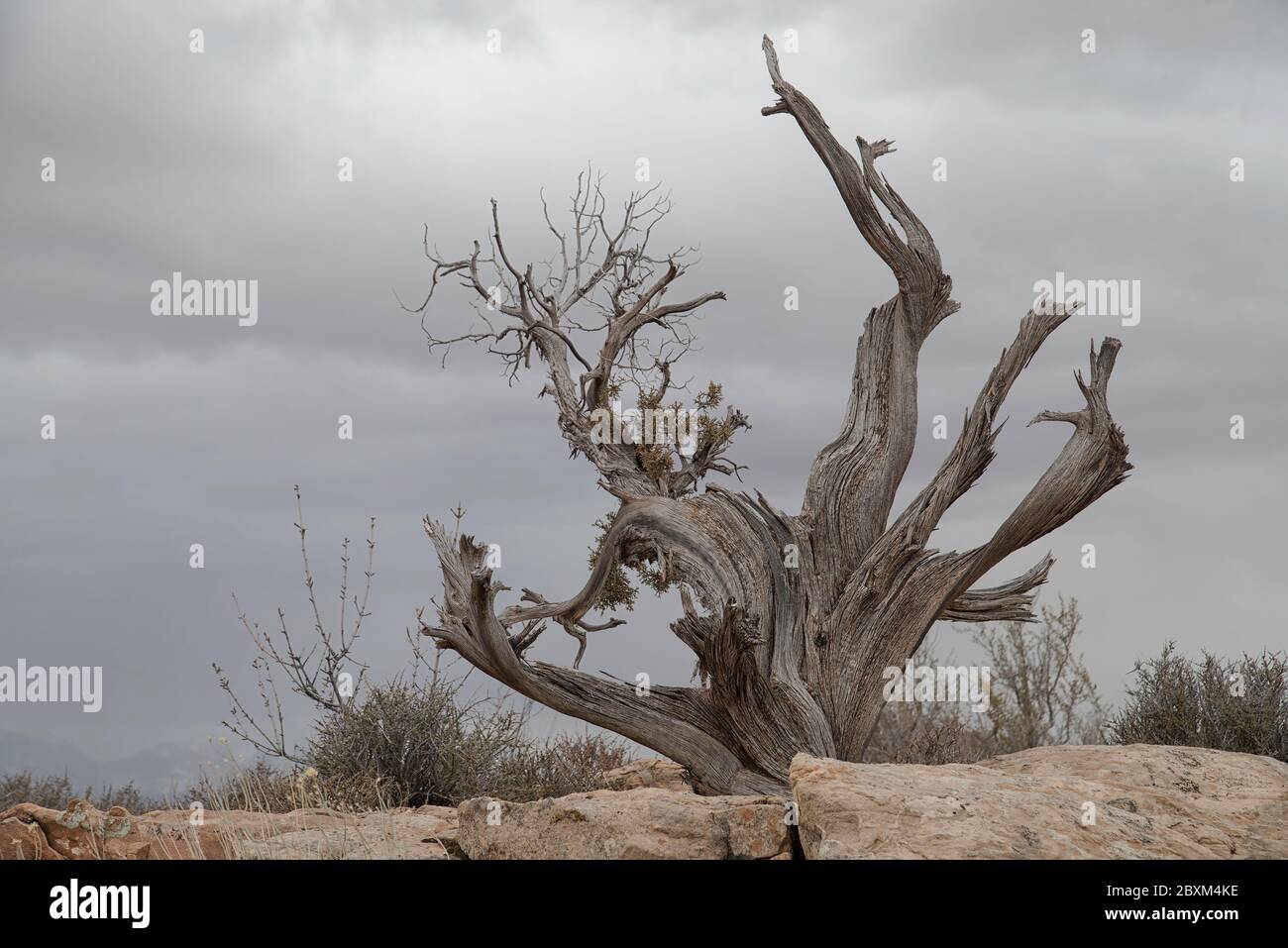 Gnarled Juniper Tree Found in Utah Stock Photo