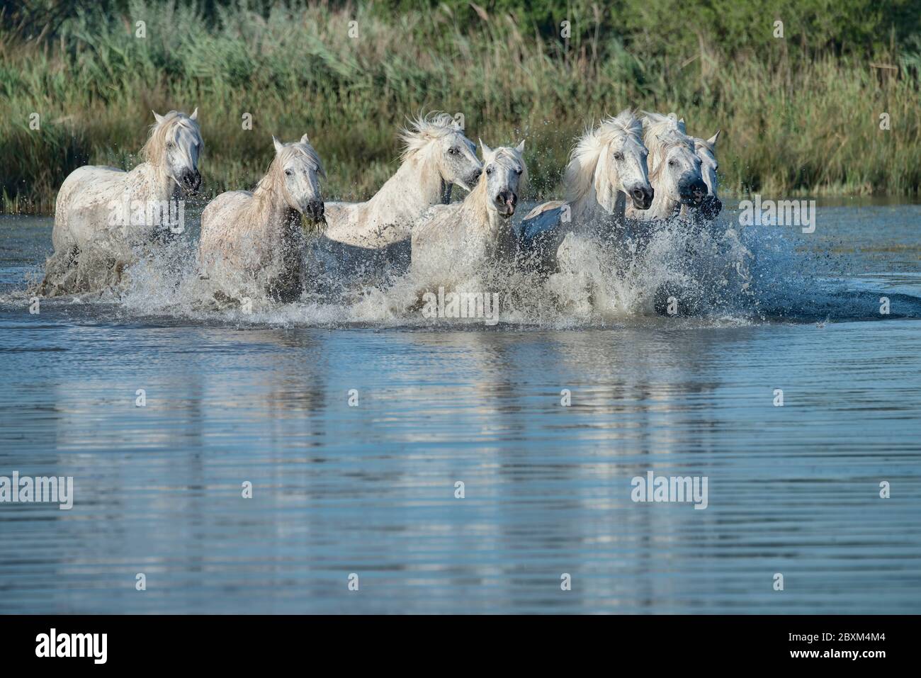 Herd of White Horses Running in the Water Stock Photo