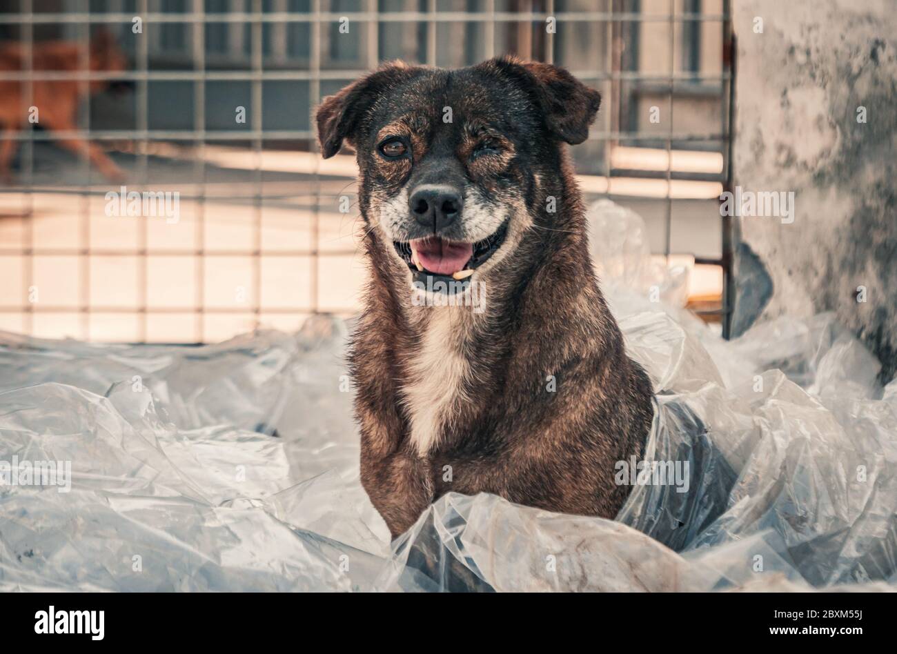 Sad Animal Rescues Portrait of sad dog in shelter waiting to be rescued and adopted to new ...