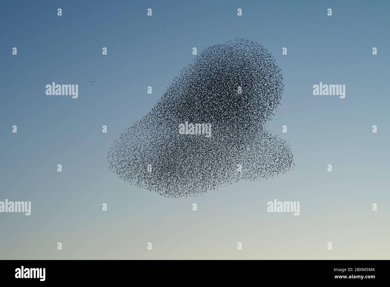 Report an unauthorised use Before you start…  Check that there isn’t a license in place already by looking at your sales history in My Alamy. Remember Stock Photo