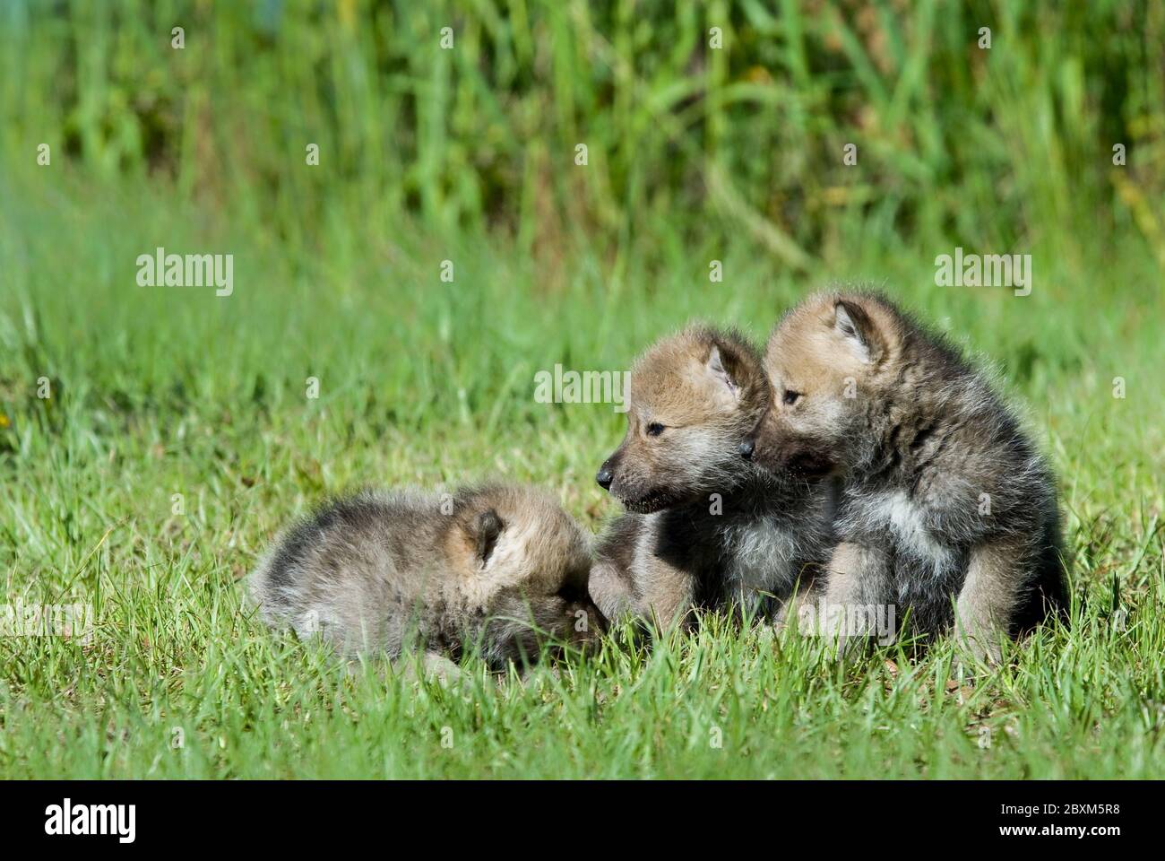 Arctic Wolf Puppies Stock Photo
