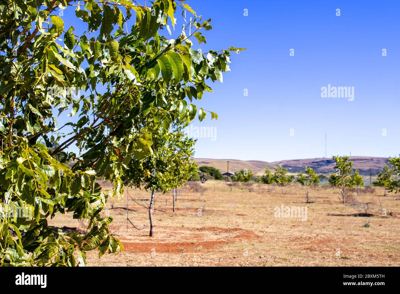 Young pecan nut trees Stock Photo