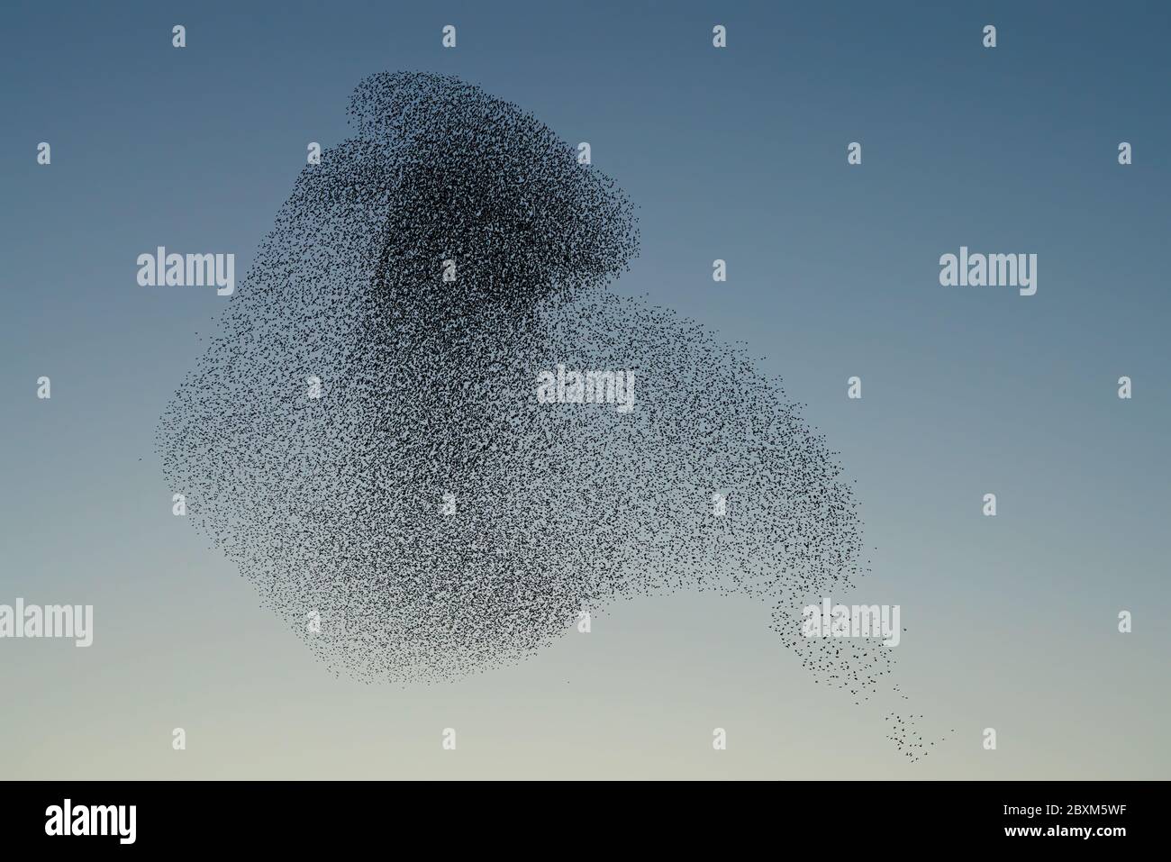 Report an unauthorised use Before you start…  Check that there isn’t a license in place already by looking at your sales history in My Alamy. Remember Stock Photo