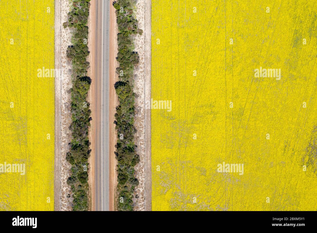Abstract aerial top down view of a road through canola fields in the rich agricultural region of Western Australia Stock Photo