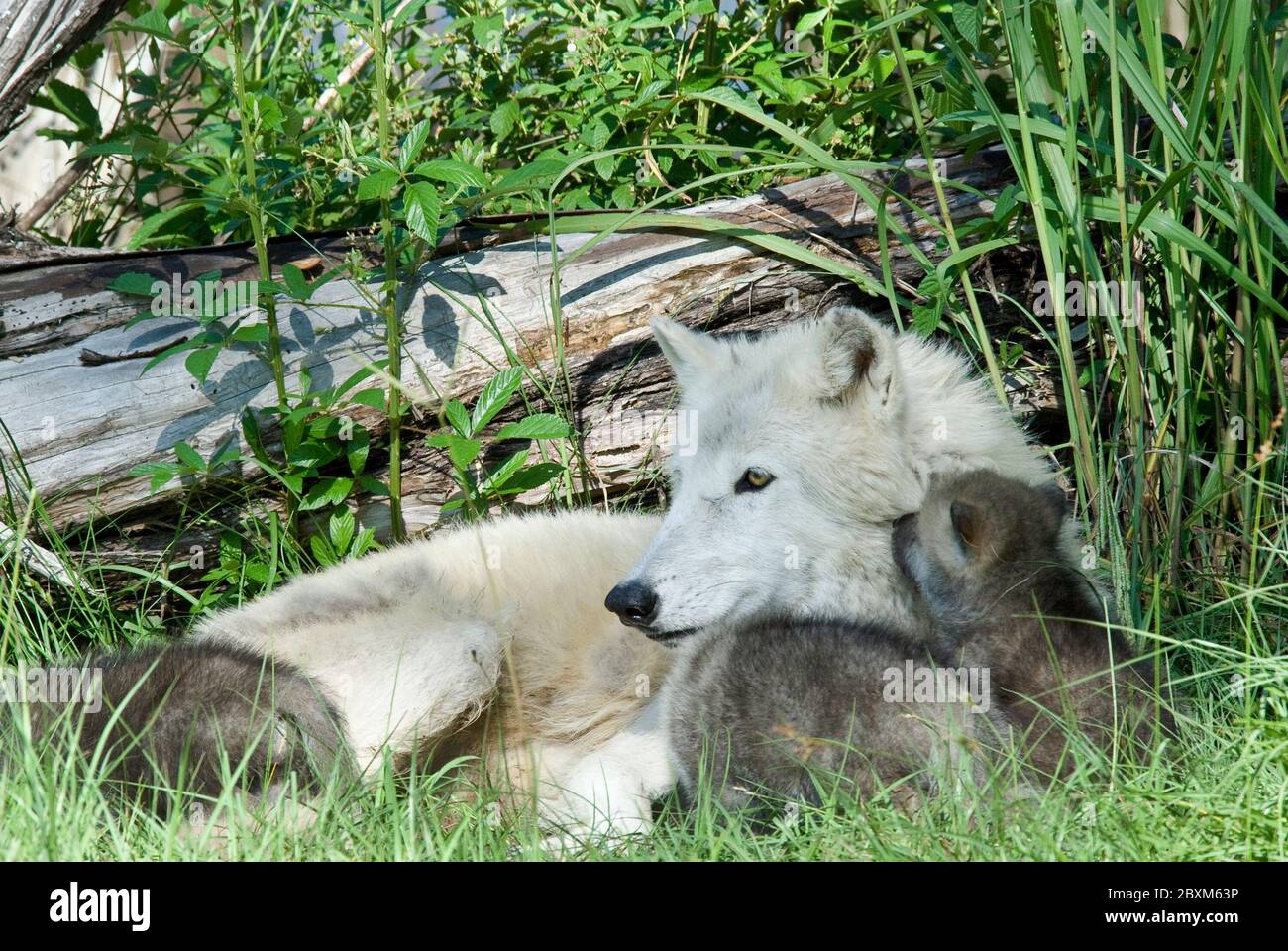 Arctic wolf mother with puppies Stock Photo