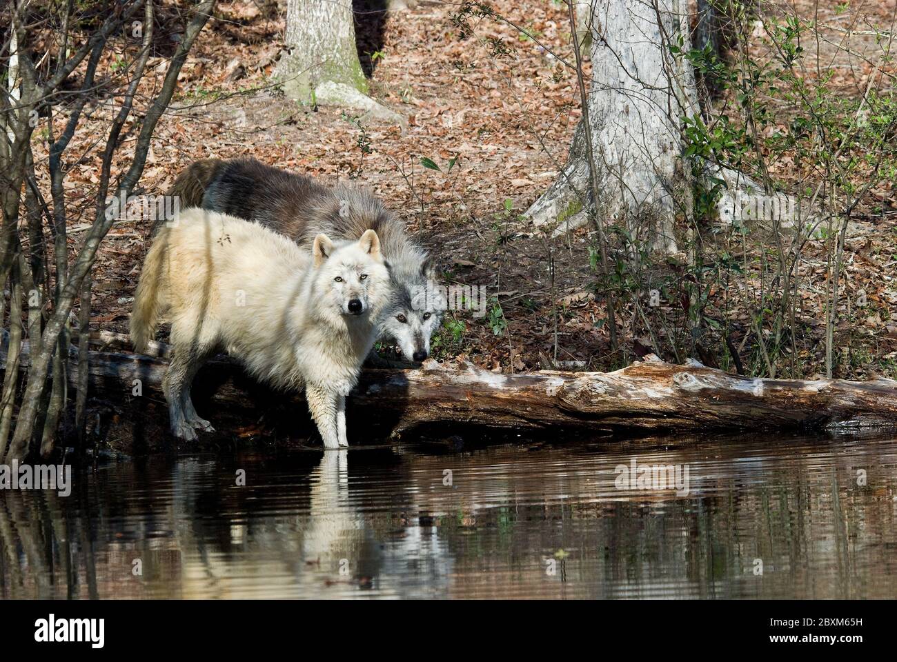 Wolf in pond forest animal wildlife hires stock photography and images