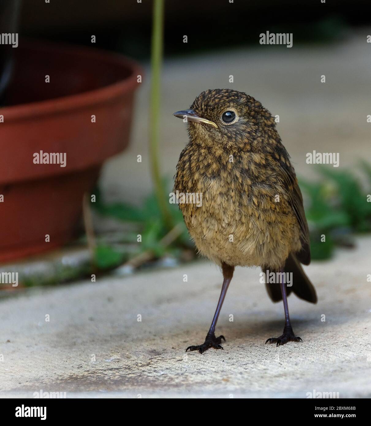Young Robin in urban house garden waiting to be fed. Stock Photo