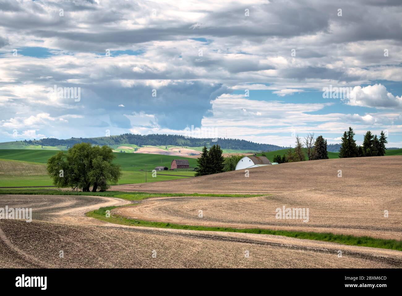 Two barns nestled in the rolling hilly farmland of the Palouse region of Washington state, with trees and clouds in the sky. Stock Photo