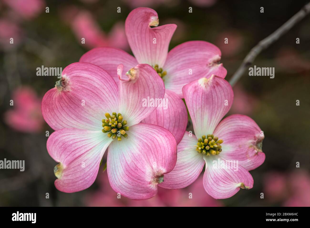 Pink dogwood tree in full bloom Stock Photo Alamy