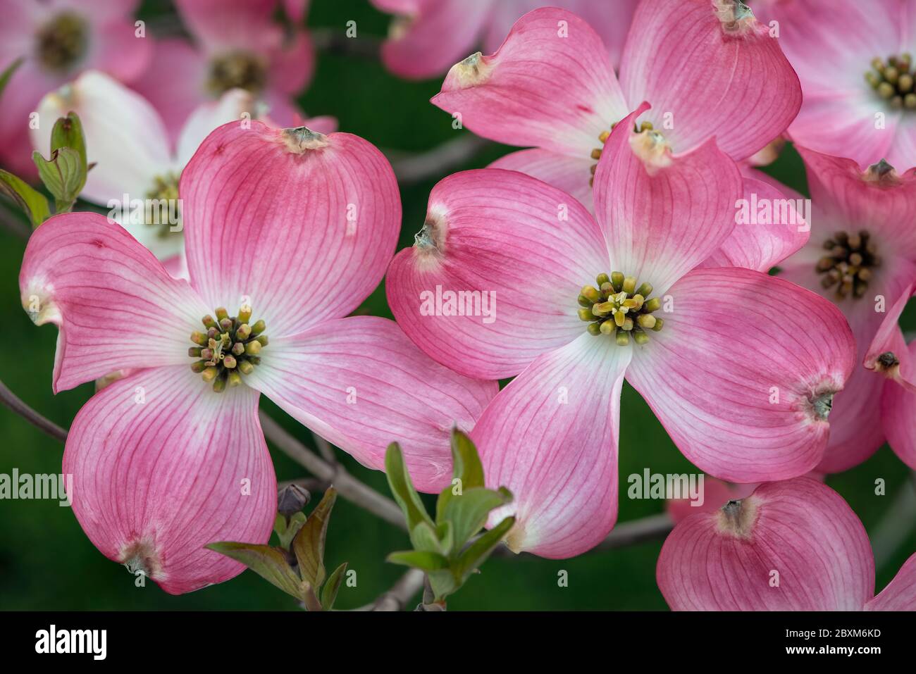 Pink dogwood tree in full bloom Stock Photo Alamy