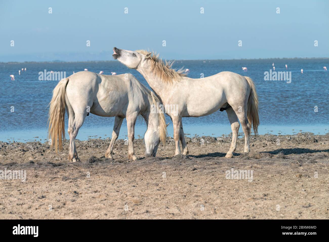 Two white horses on the beach, one grazing on hay, the other showing its teeth. Stock Photo