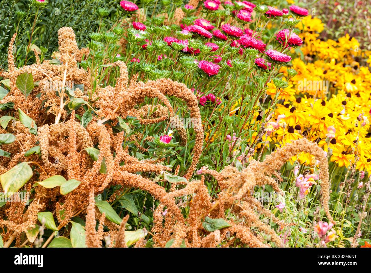 Colorful flowers garden Amaranth China Aster Rudbeckias Stock Photo