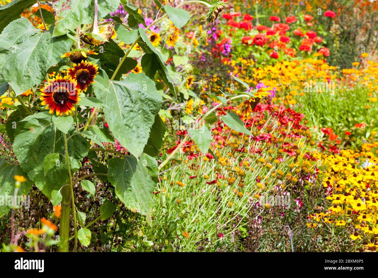 Colorful flowers garden sunflower Stock Photo