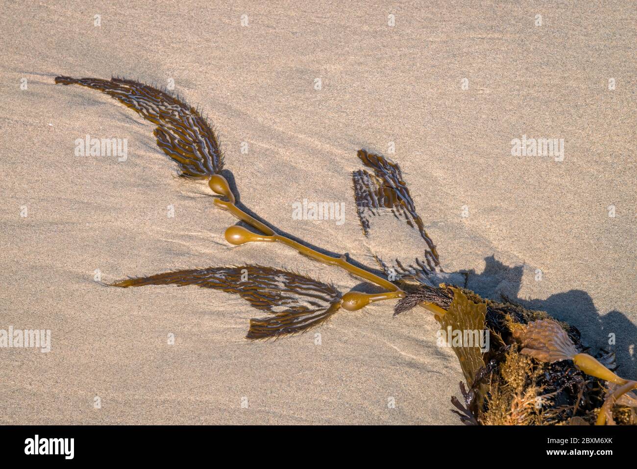 Seaweed lies on a beach partially covered in sand Stock Photo Alamy