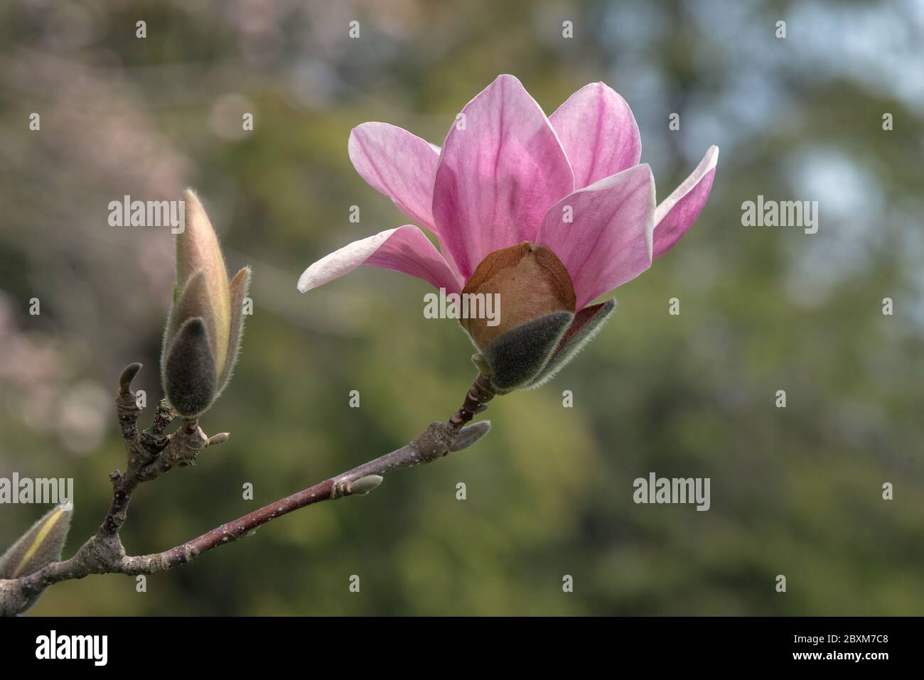 Bloom and bud on an Alexandrina Saucer Magnolia tree Stock Photo Alamy