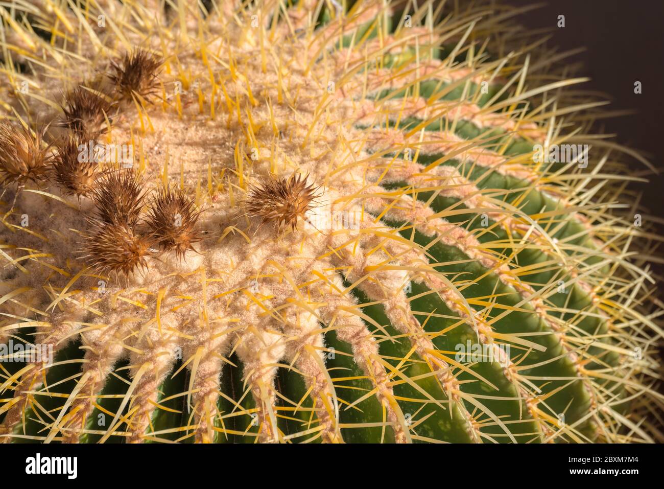 Close up of a golden barrel cactus Stock Photo