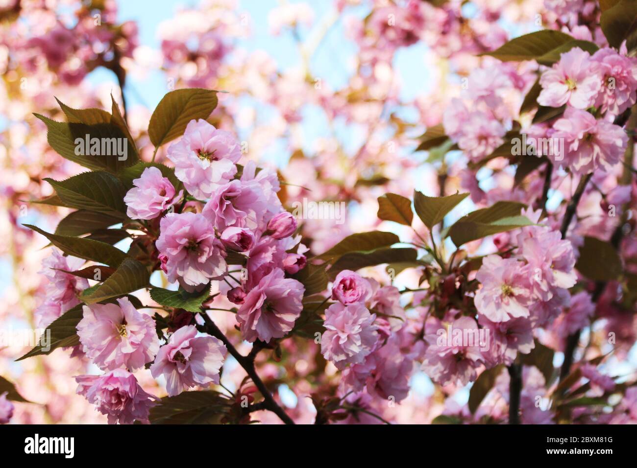 Cerisier Japonais High Resolution Stock Photography And Images Alamy Cerisier Japonais High Resolution Stock Photography And Images Alamy