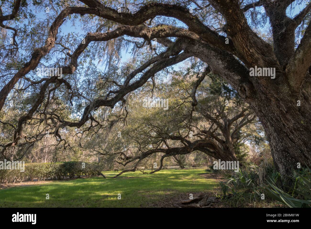 Canopy of live oak trees spanish moss hi-res stock photography and ...